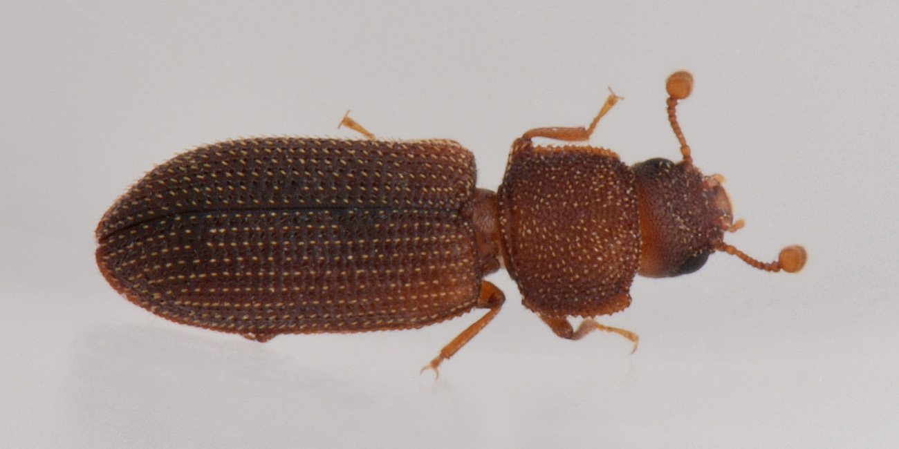 Zopheridae: Synchita separanda? S.